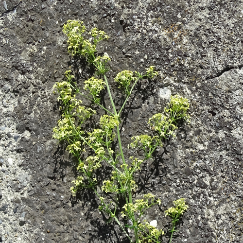 Gelblichweisses Labkraut / Galium x pomeranicum